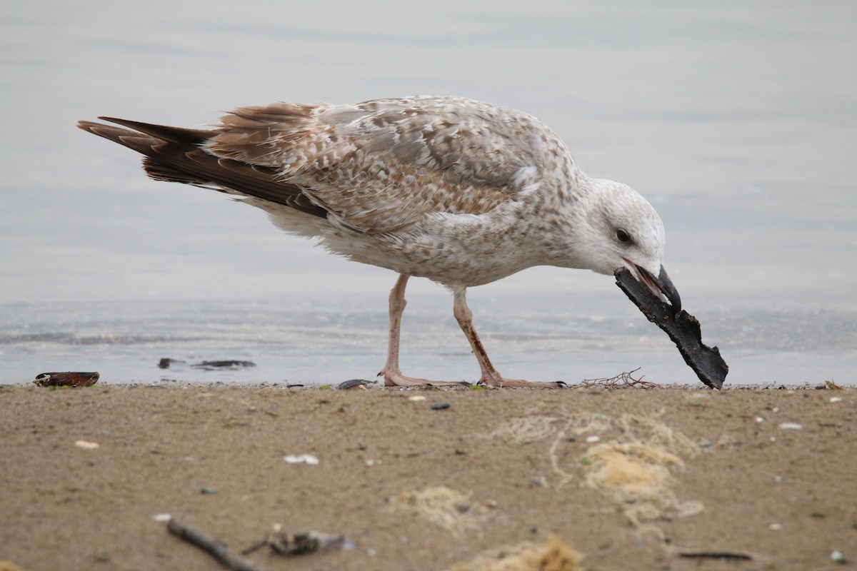Yellow-legged Gull - ML401845741