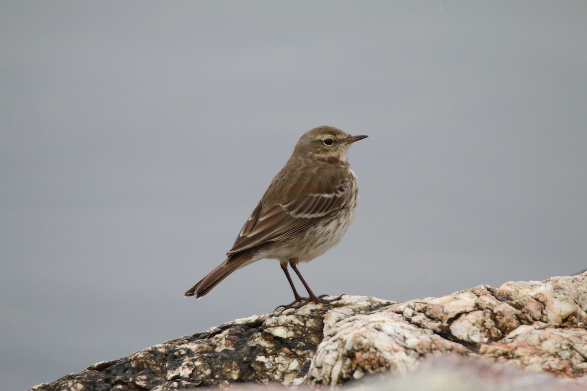 Water Pipit - ML401845761