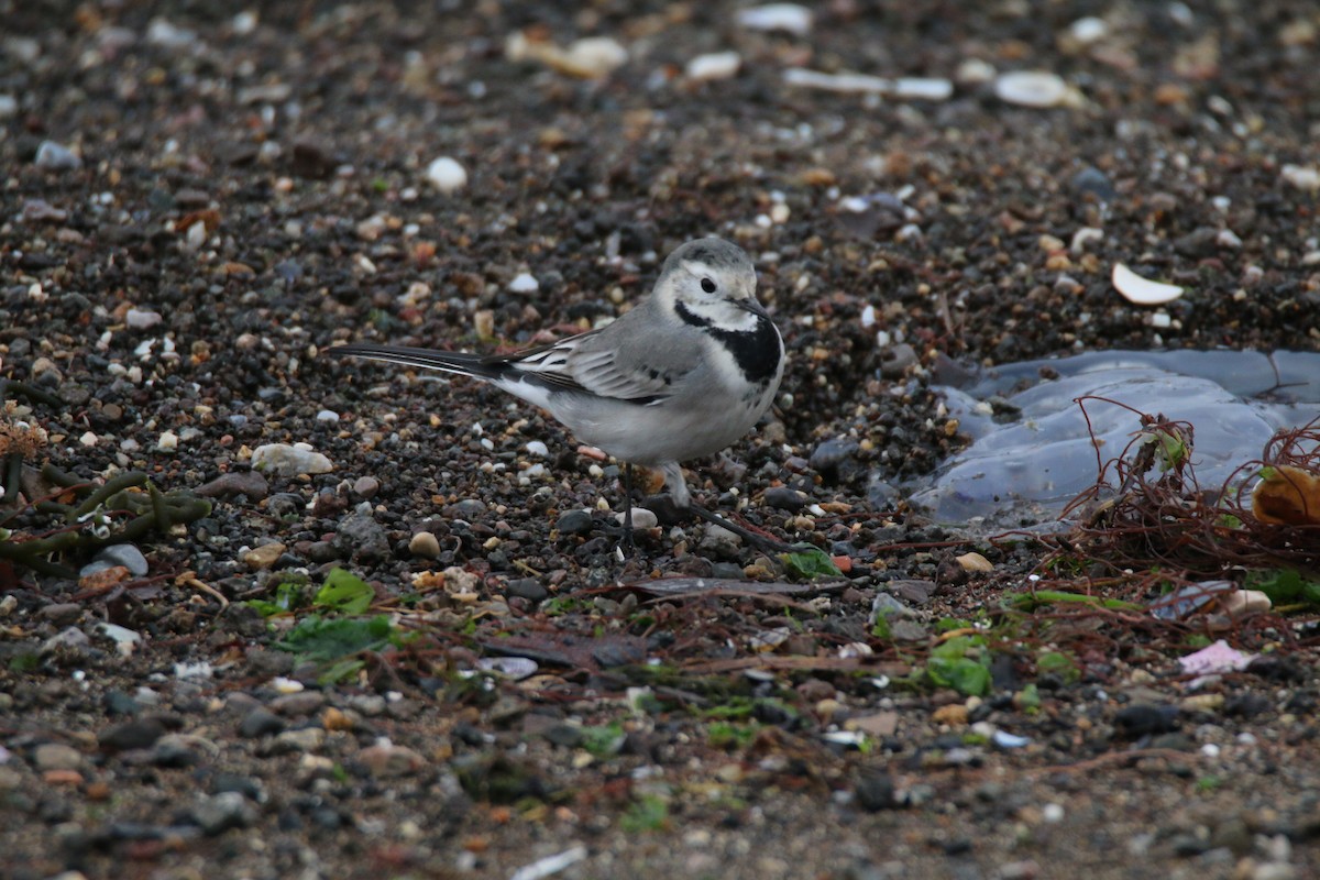 White Wagtail - ML401845781