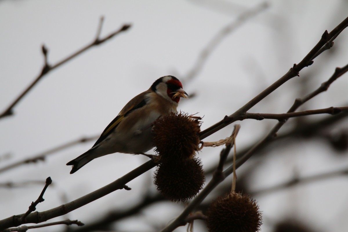 European Goldfinch - ML401845791