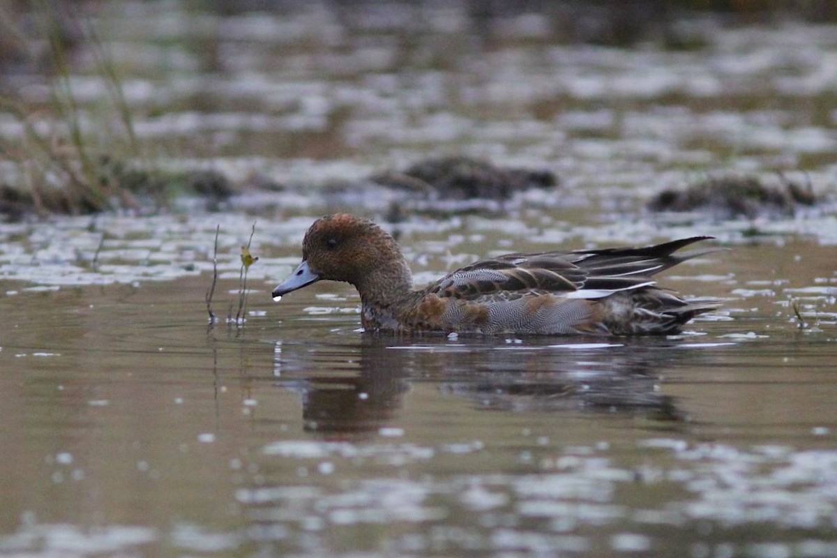 Eurasian Wigeon - ML40184611