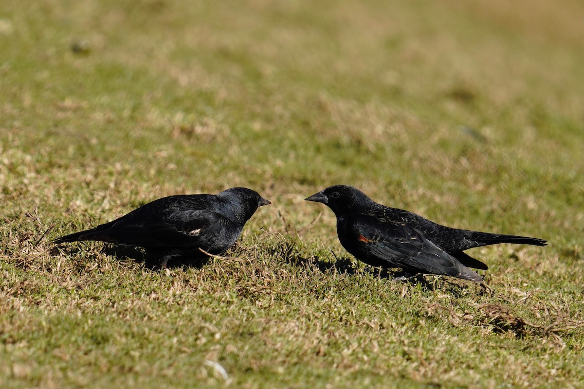 Tricolored Blackbird - Nick Thorpe