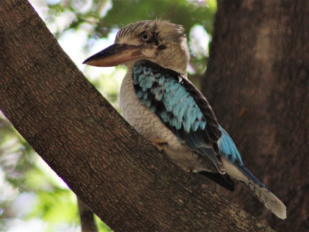 Blue-winged Kookaburra - Leonie Beaulieu