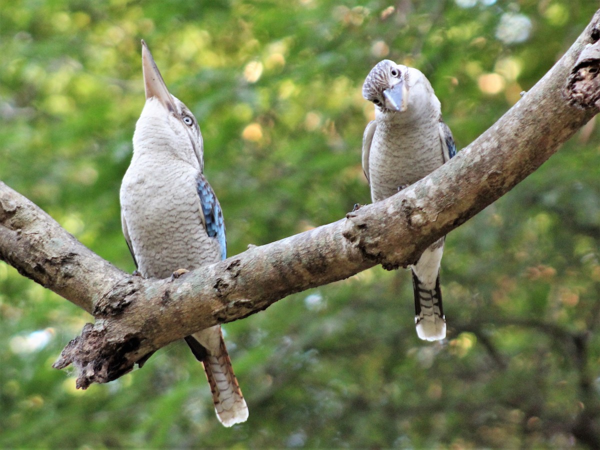 Blue-winged Kookaburra - ML401847591