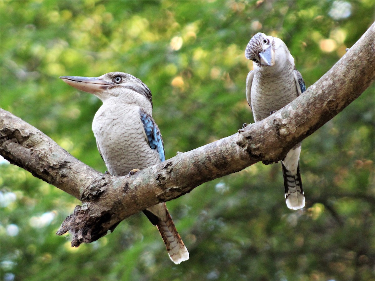 Blue-winged Kookaburra - ML401847611