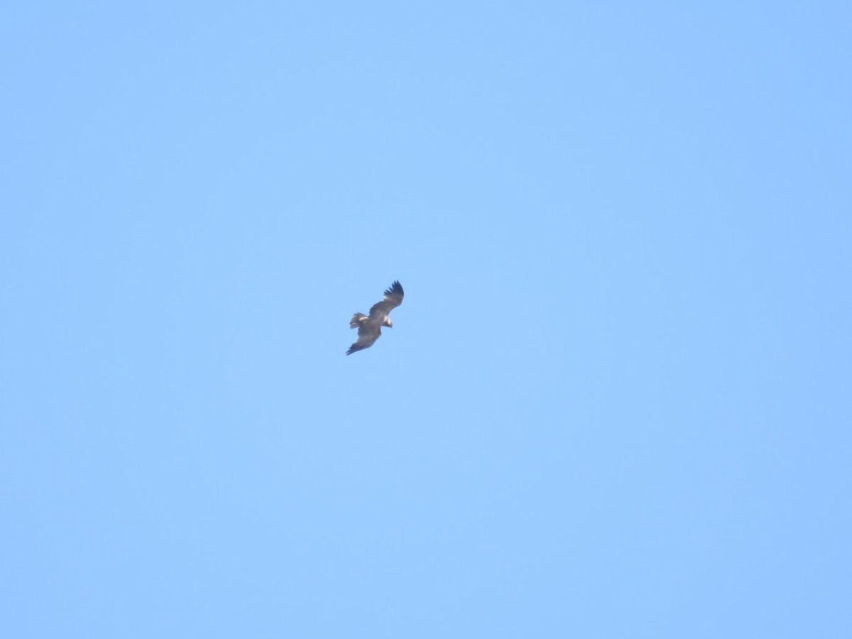 Tawny Eagle - ML401847701