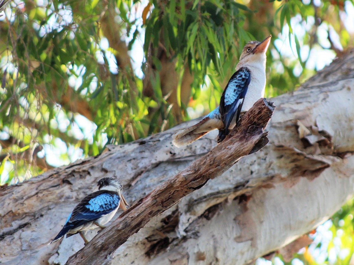 Blue-winged Kookaburra - Leonie Beaulieu