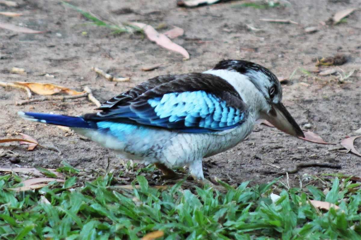 Martin-chasseur à ailes bleues - ML401848631