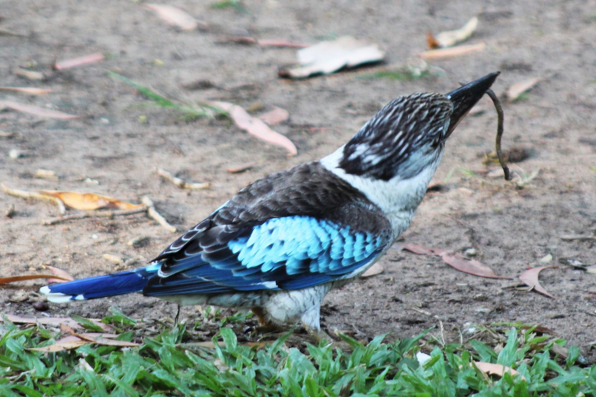 Martin-chasseur à ailes bleues - ML401848641