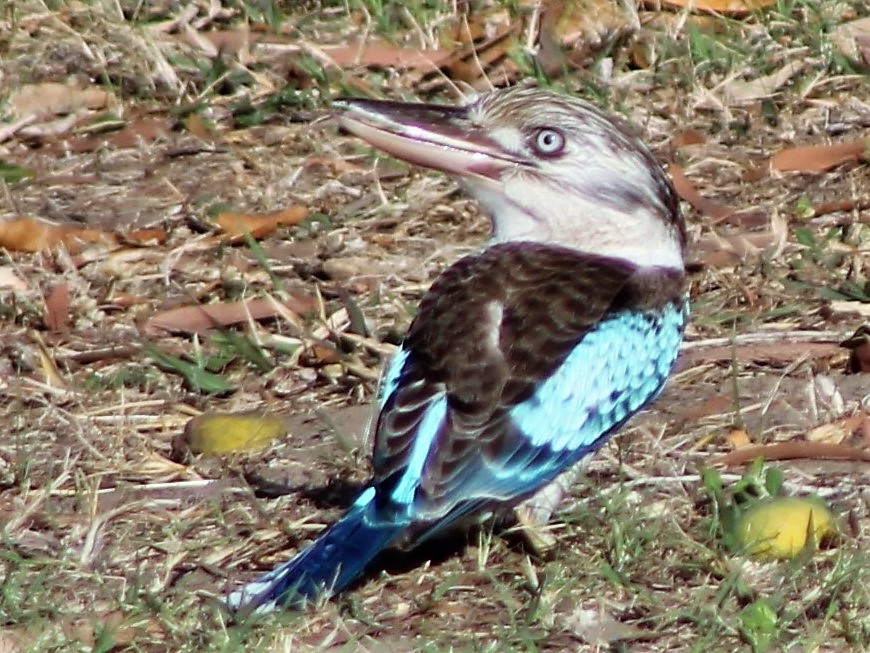 Blue-winged Kookaburra - ML401848661