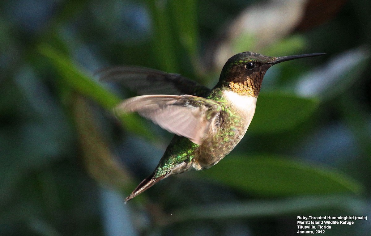 Ruby-throated Hummingbird - Tom Moxley