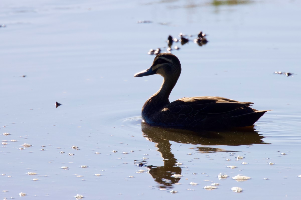 Pacific Black Duck - ML401854321