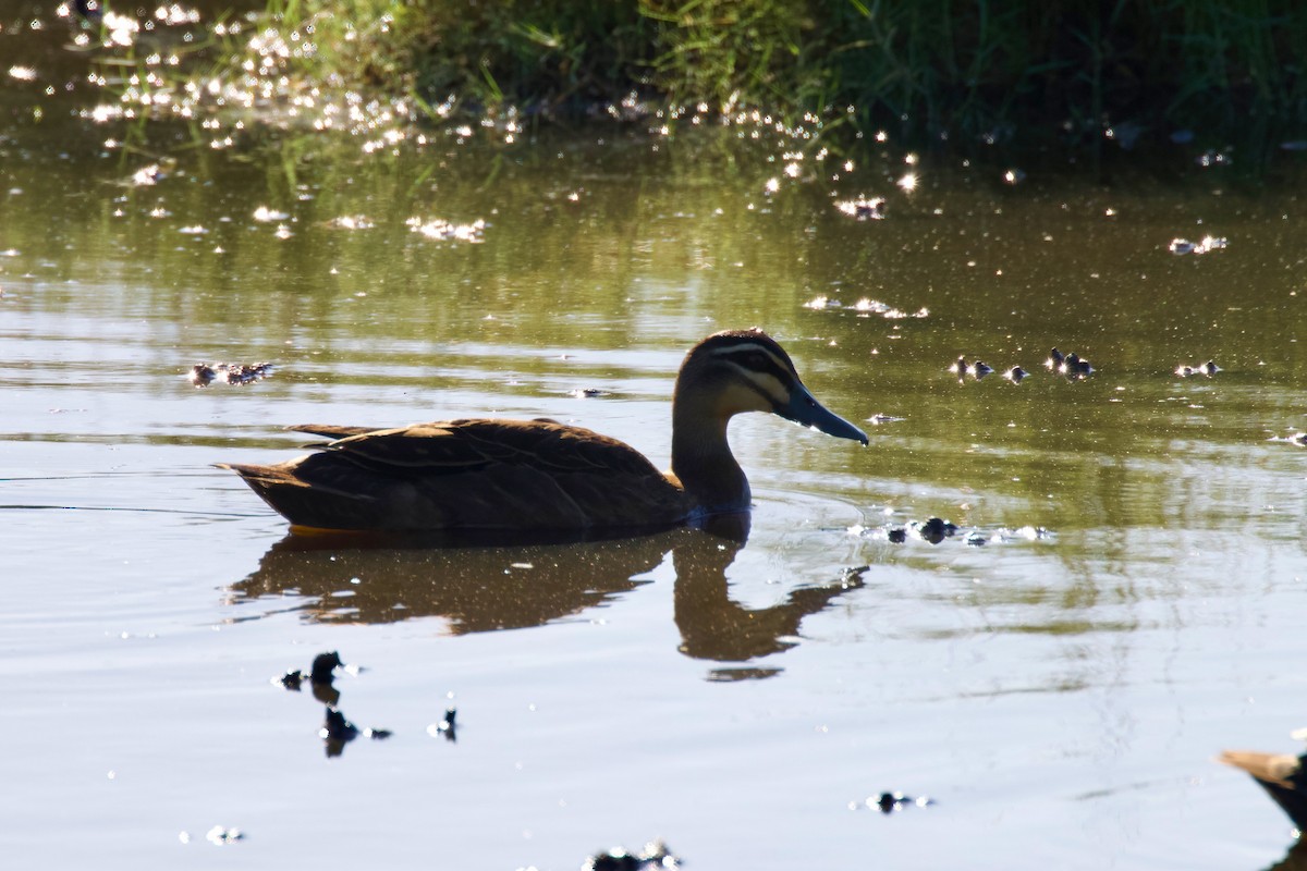 Pacific Black Duck - ML401854341