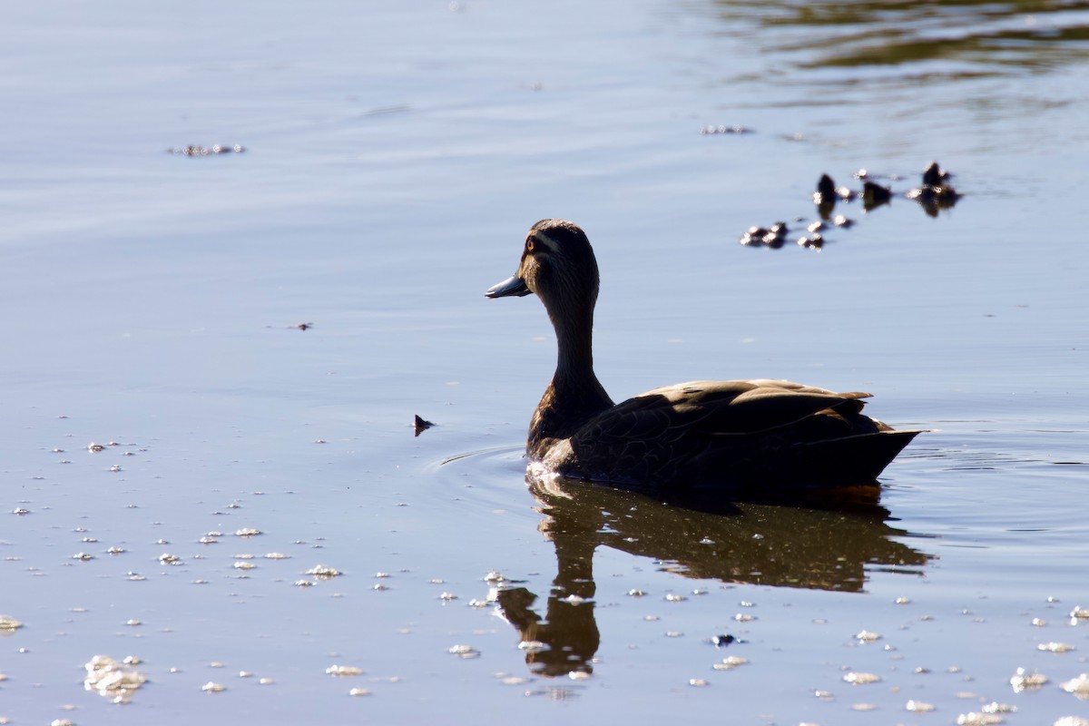 Pacific Black Duck - ML401854351