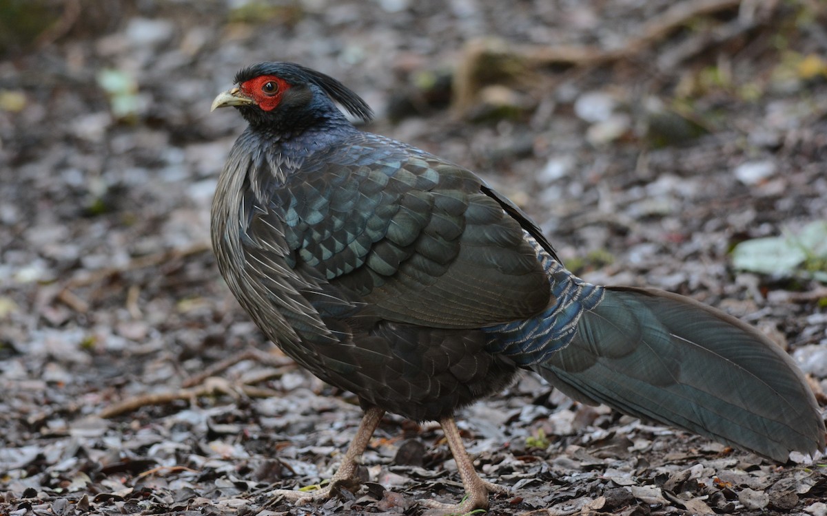 Kalij Pheasant - David Roberts