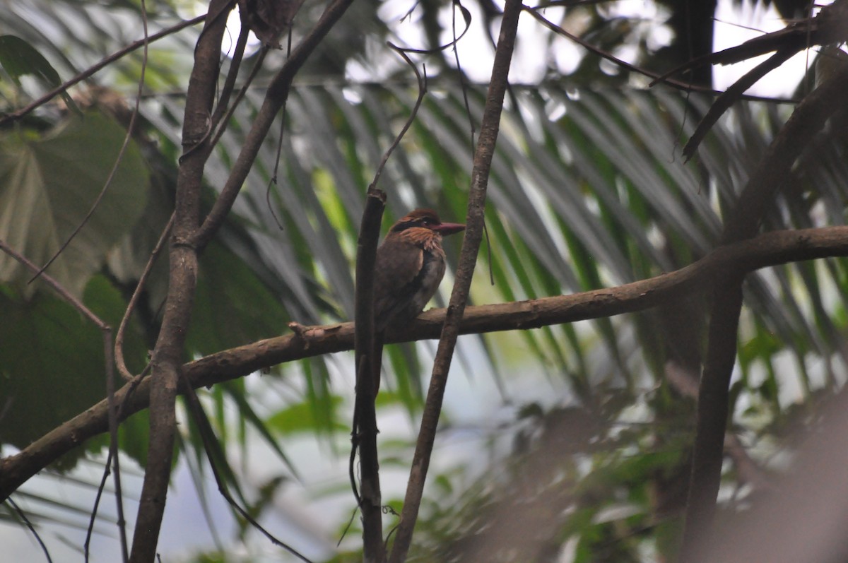 Sulawesi Lilac Kingfisher - ML401854661