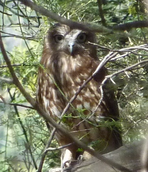 Australian Boobook - ML401854891