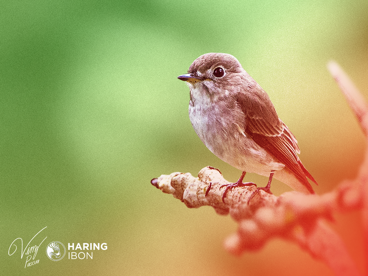 Дагуурын намнаахай - ML401854901