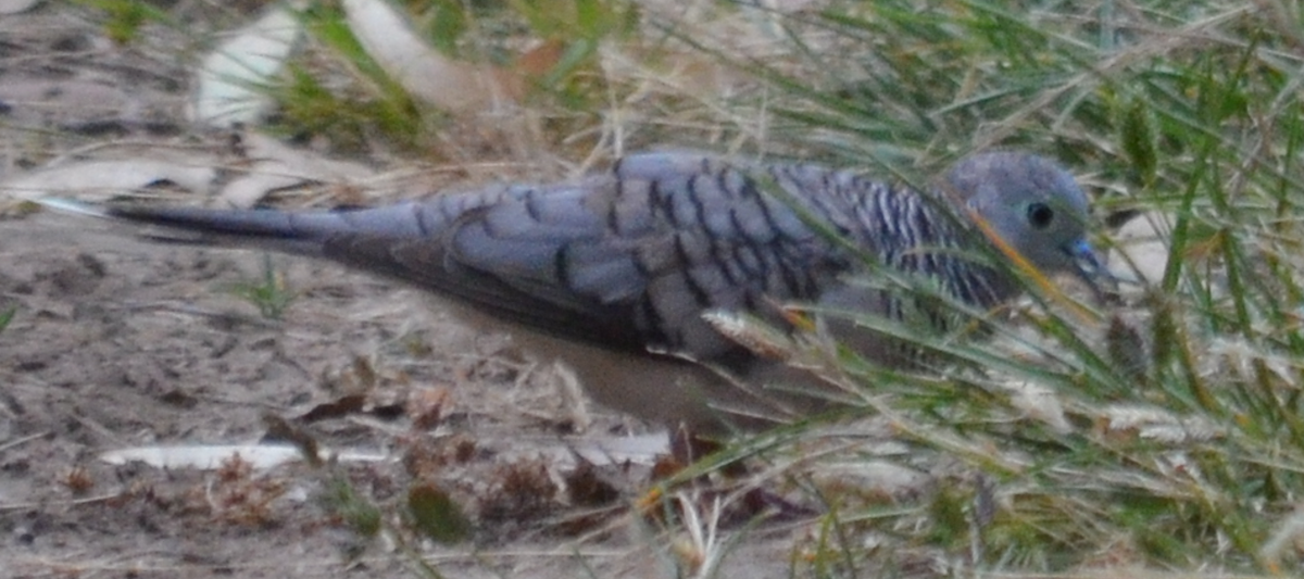 Peaceful Dove - ML401855101