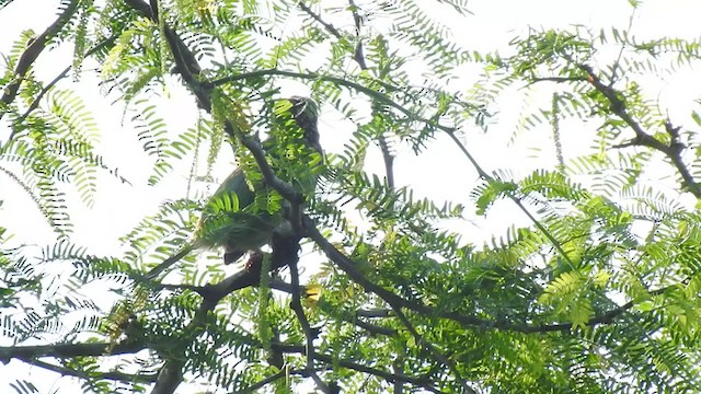 Brown-headed Barbet - ML401855151