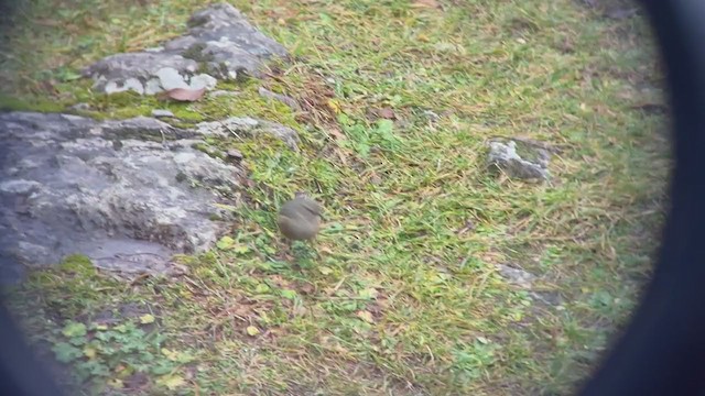 Alpine Accentor - ML401855171