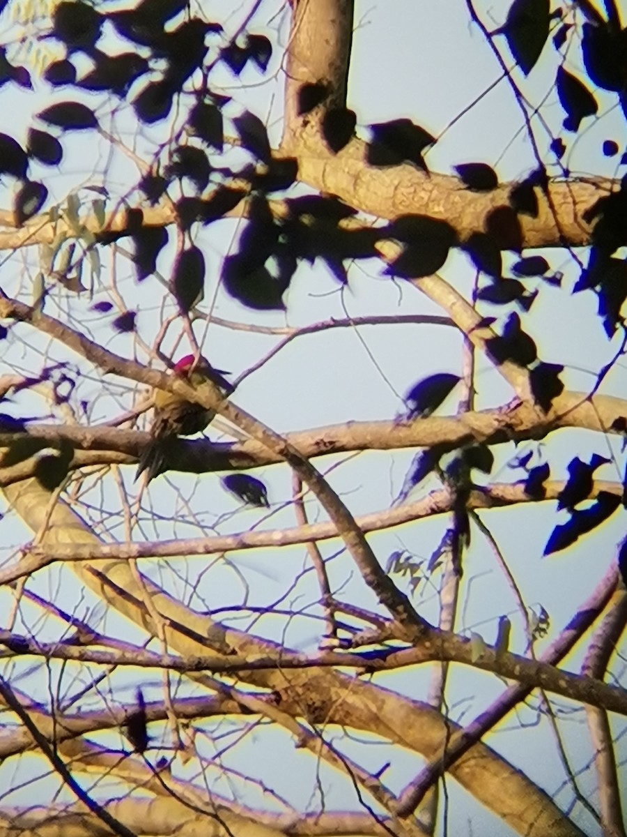 Laced Woodpecker - Bualookkaew Sakchatchawan
