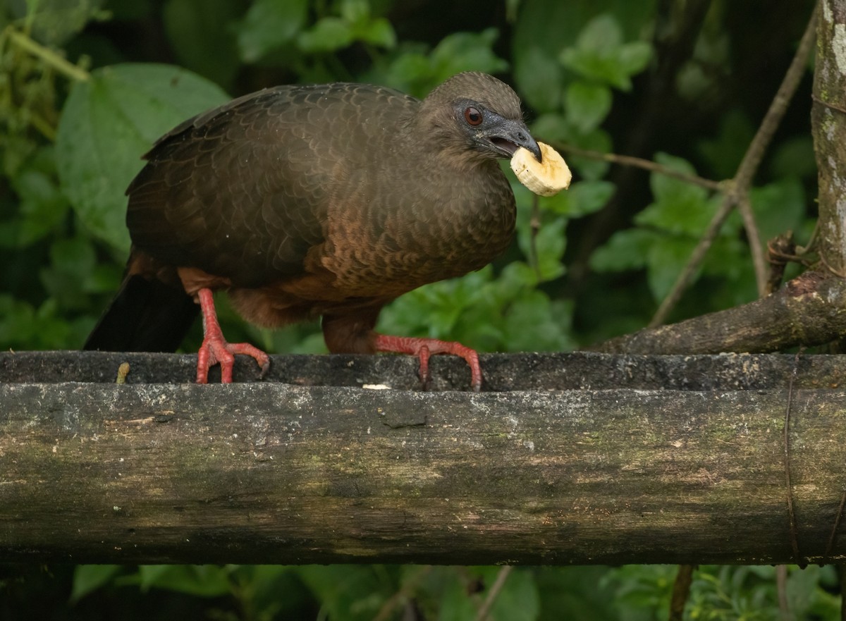 Sickle-winged Guan - Joachim Bertrands