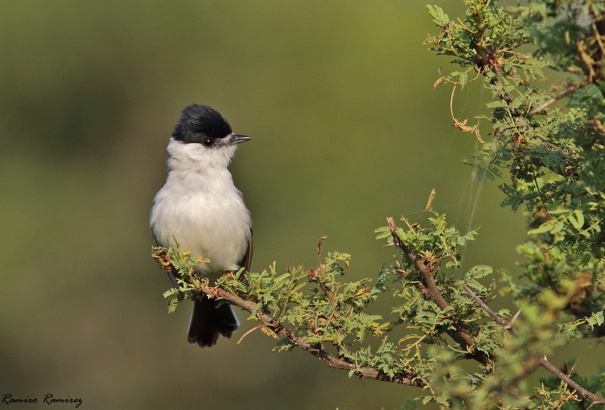 White-naped Xenopsaris - ML401860791