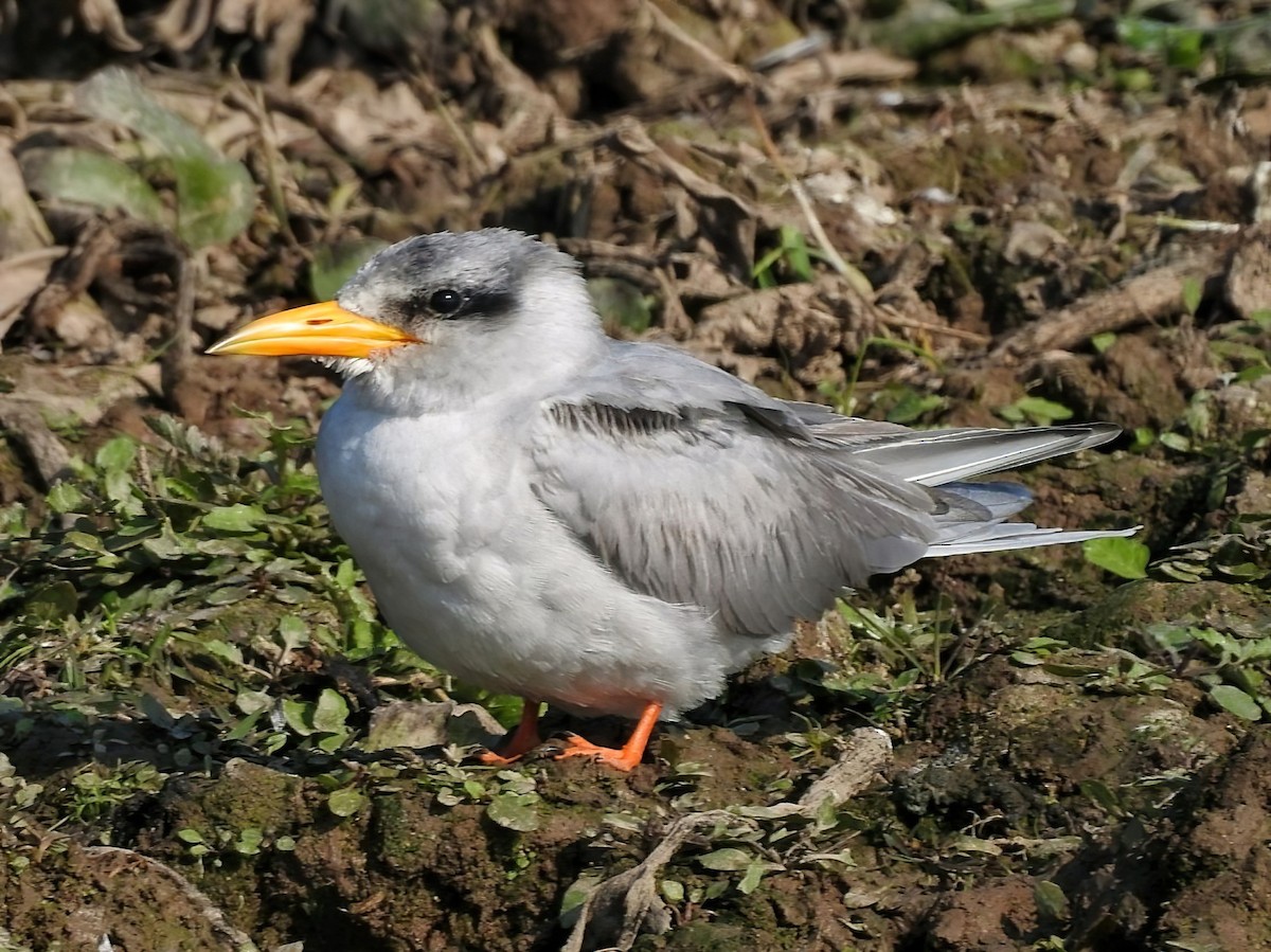 River Tern - ML401862361