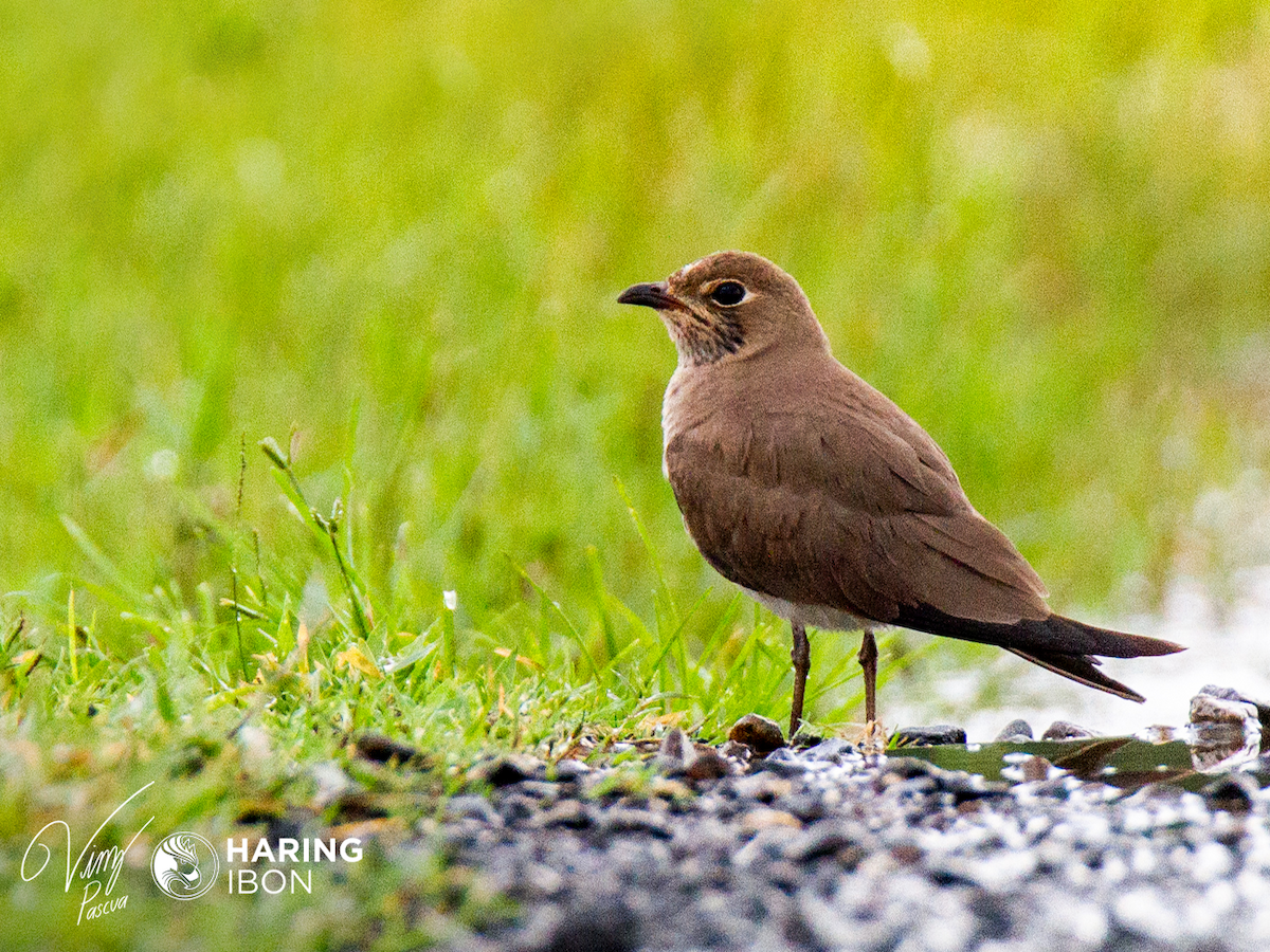 Oriental Pratincole - ML401862611