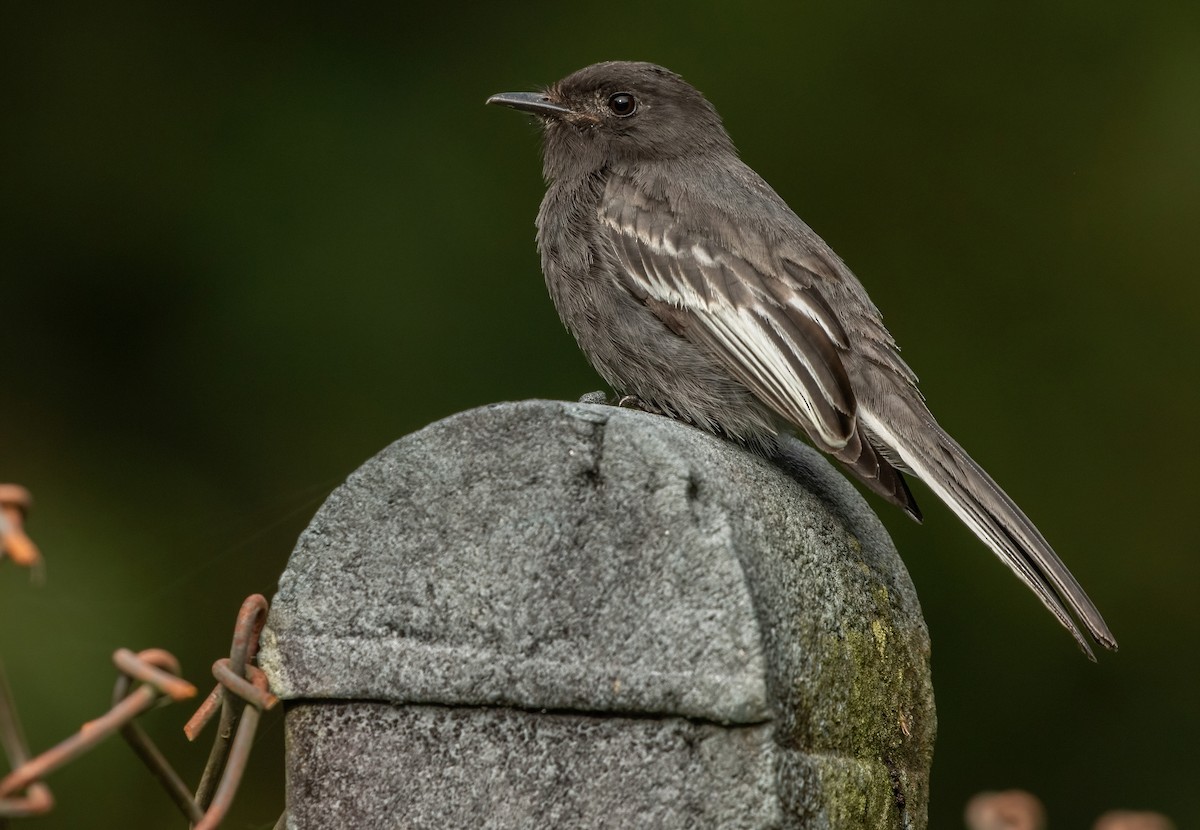 Black Phoebe - ML401864111