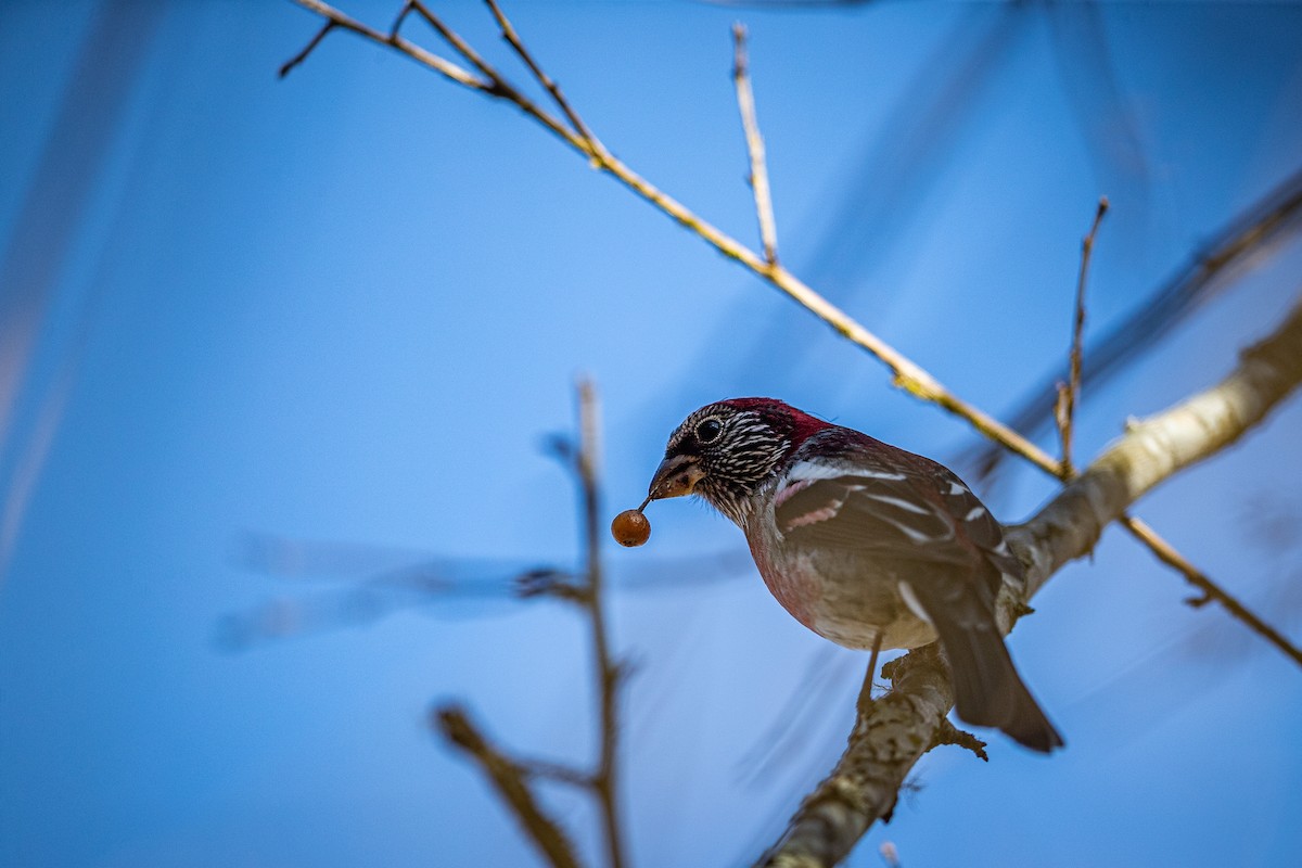 Three-banded Rosefinch - ML401864941