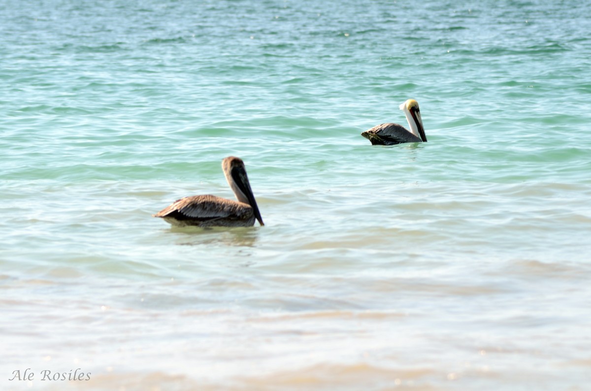 Brown Pelican - ML40186551