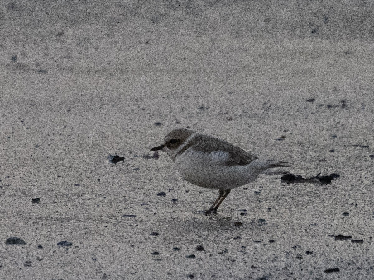 Snowy Plover - ML401865591
