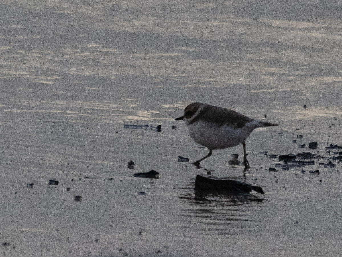 Snowy Plover - ML401865611