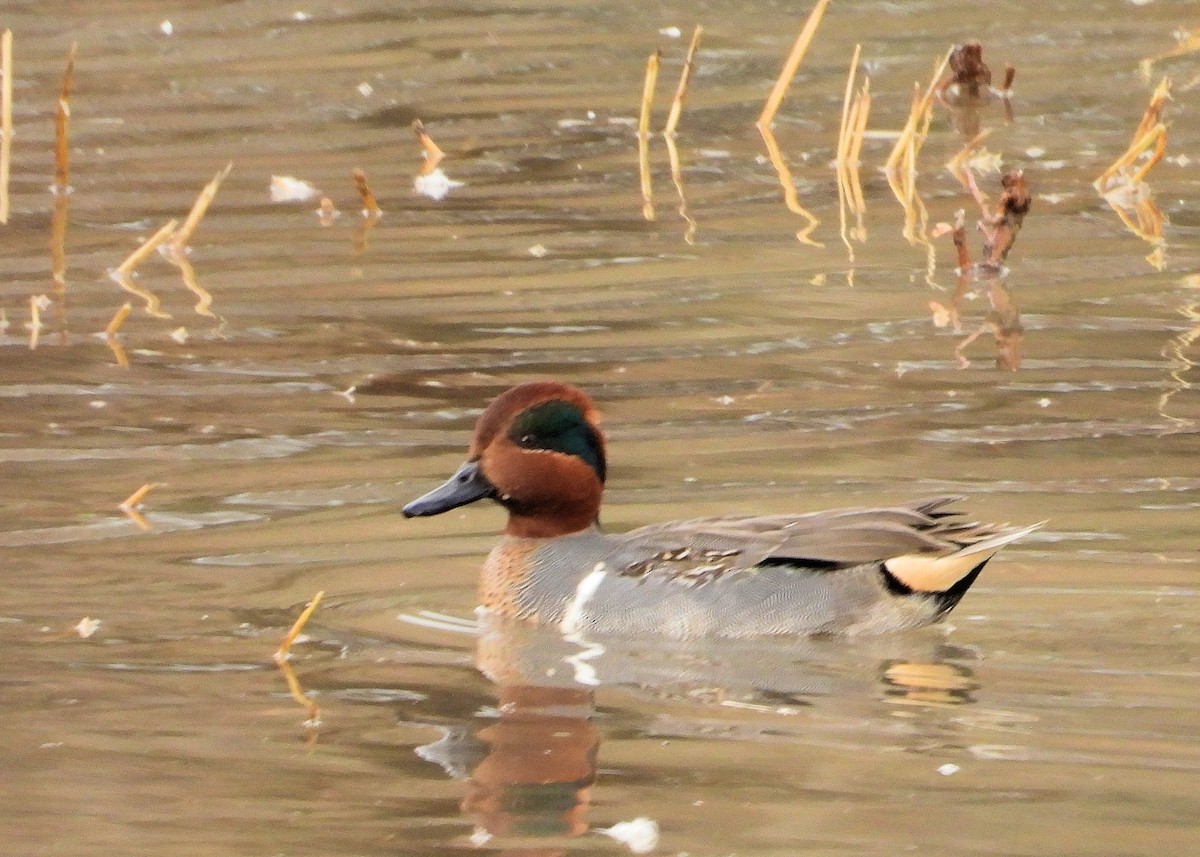 Green-winged Teal - ML401867531