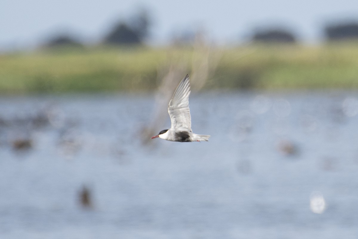 Whiskered Tern - ML401868691