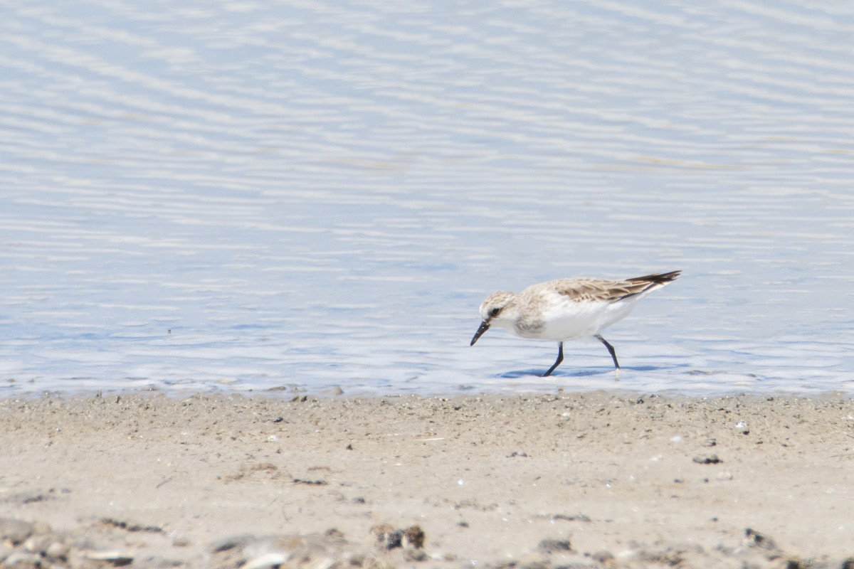 Red-necked Stint - ML401868771