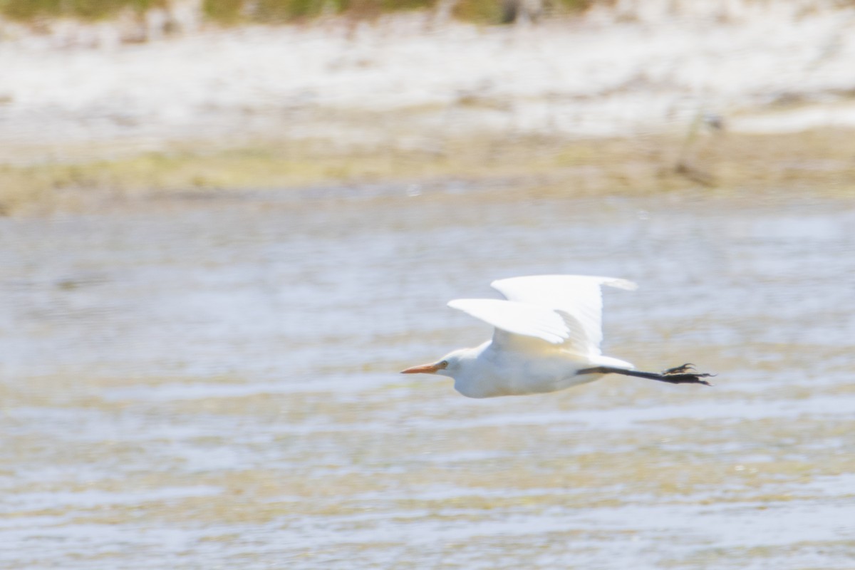 Eastern Cattle-Egret - ML401868871