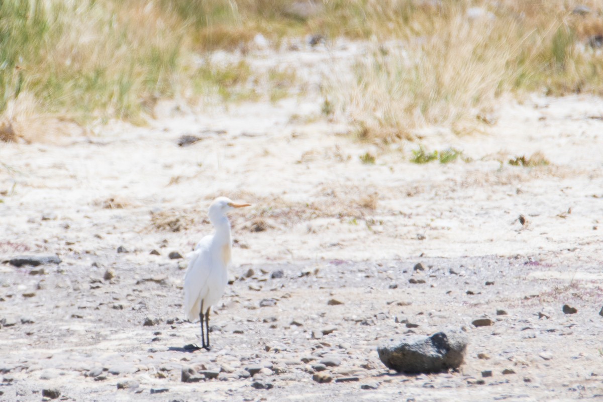 Eastern Cattle-Egret - ML401868891