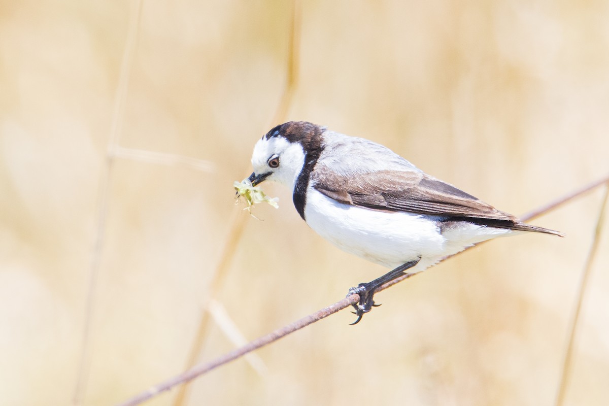 White-fronted Chat - ML401869011