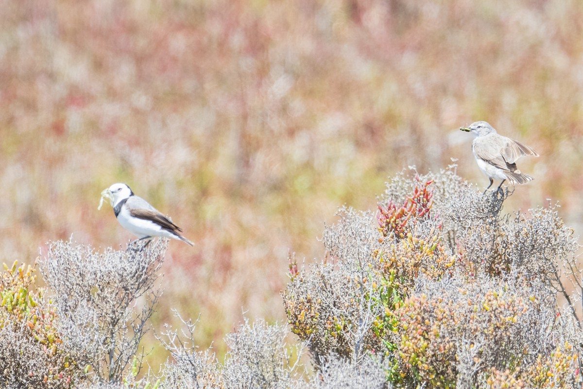 White-fronted Chat - ML401869021