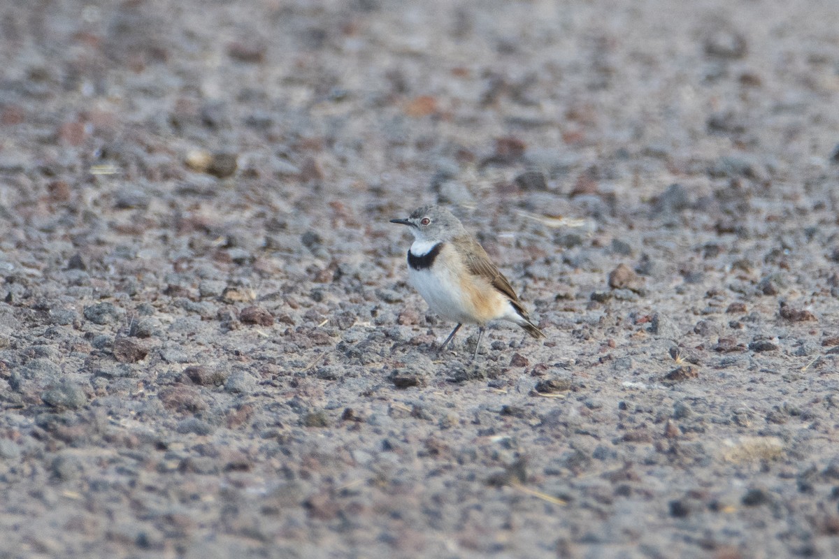 White-fronted Chat - ML401869061