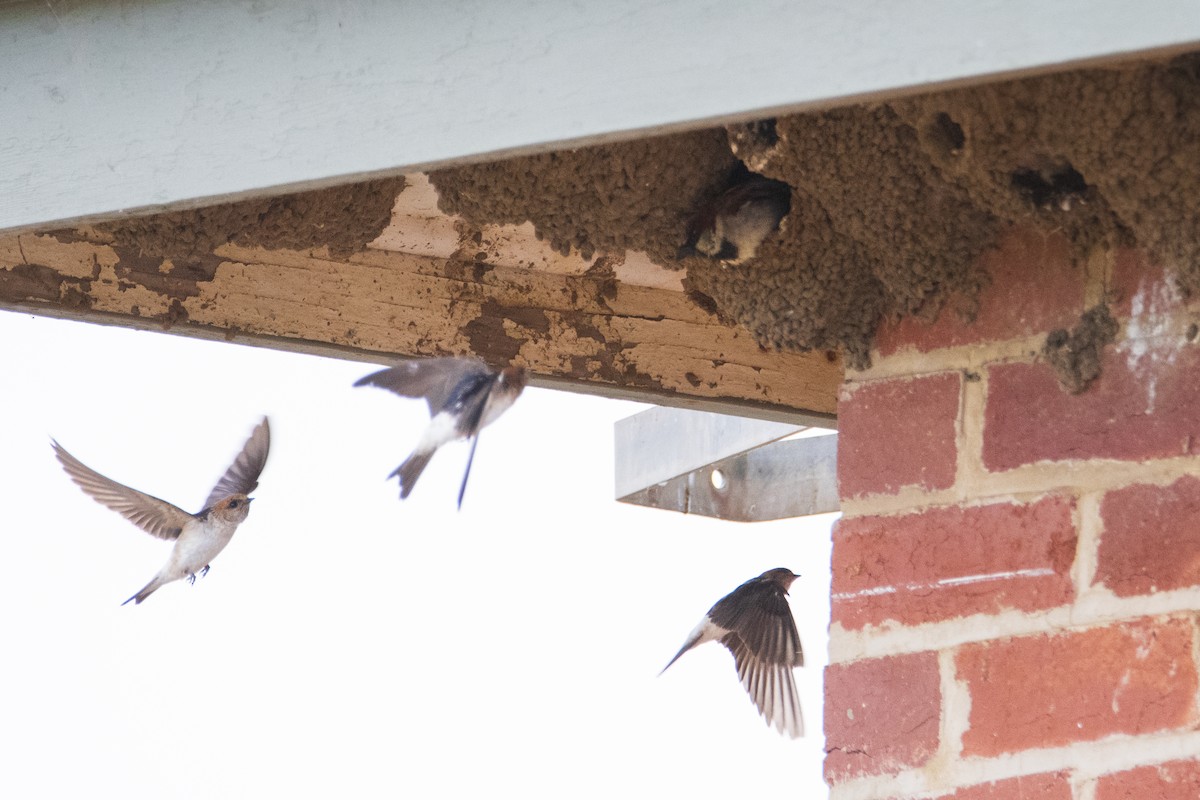 Fairy Martin - ML401869161