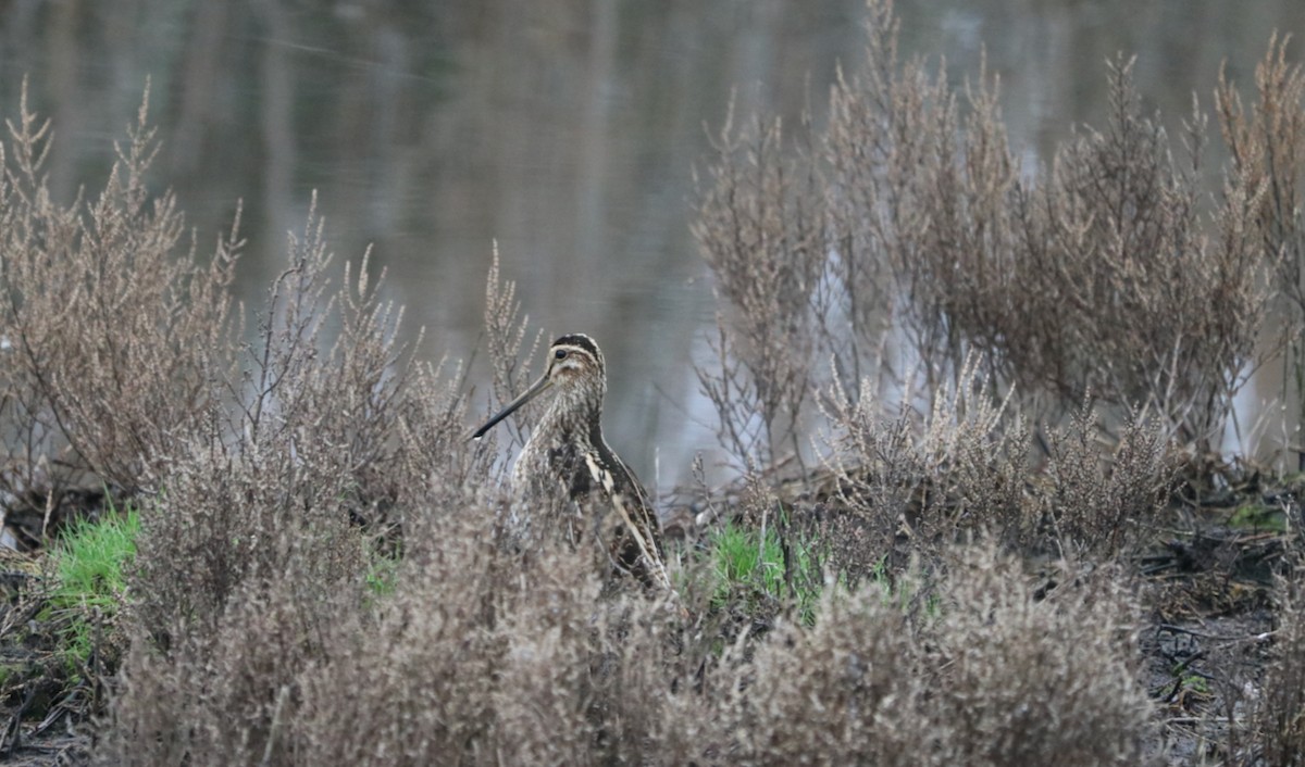 Common Snipe - ML401869381