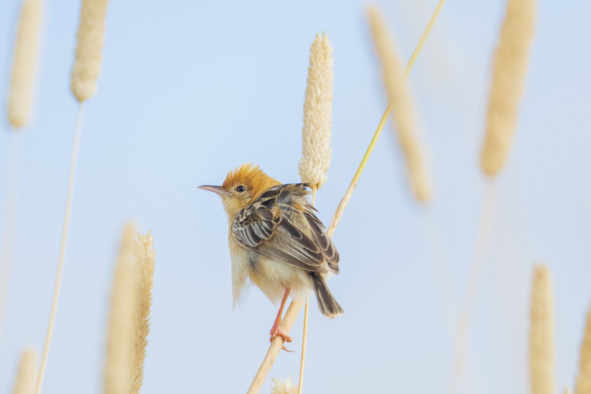 Golden-headed Cisticola - ML401869531