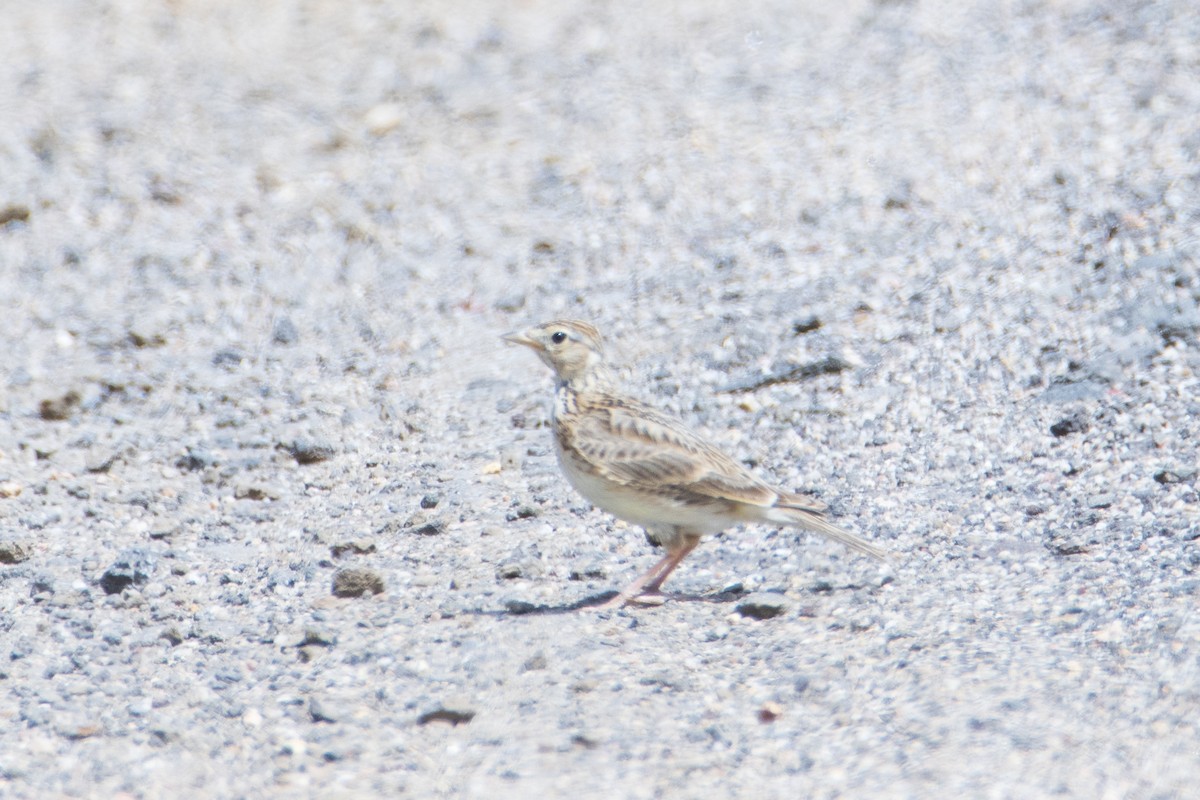 Eurasian Skylark - ML401869601
