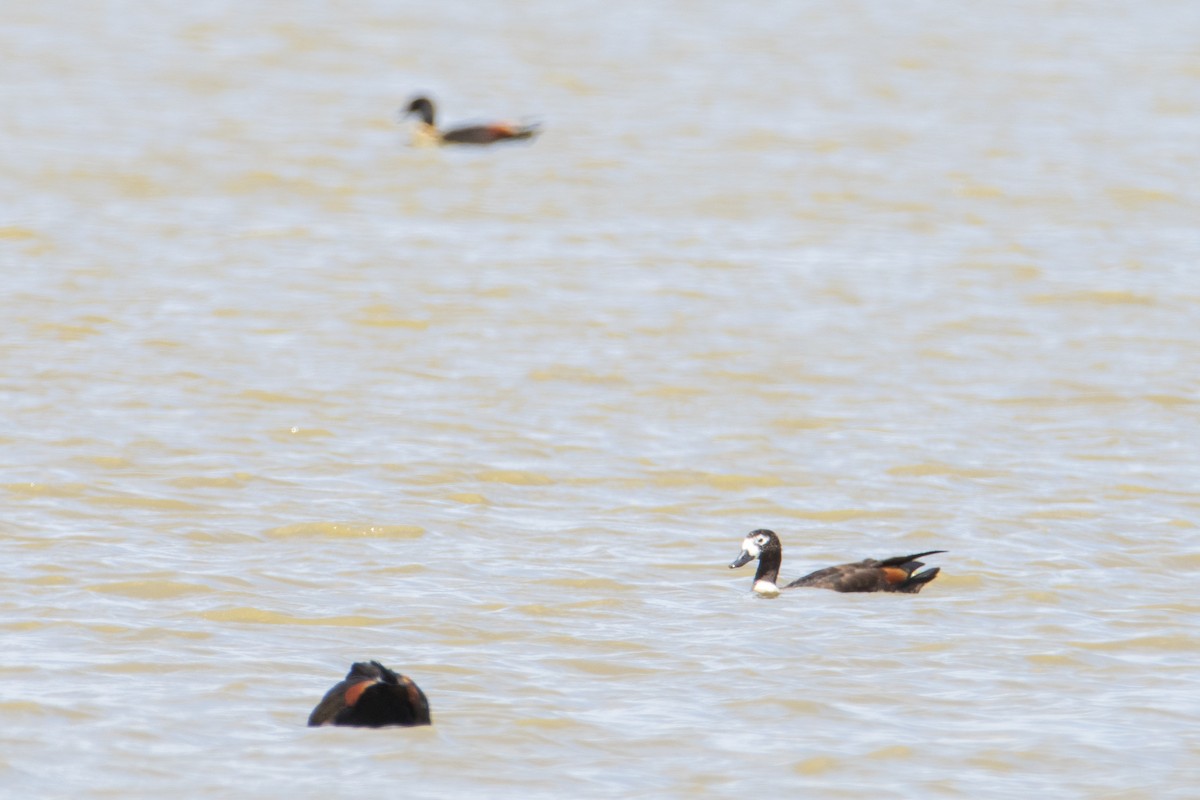 Australian Shelduck - ML401869621