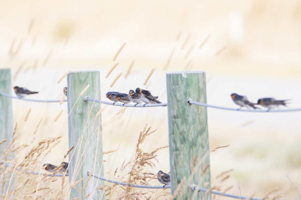 Welcome Swallow - ML401869651