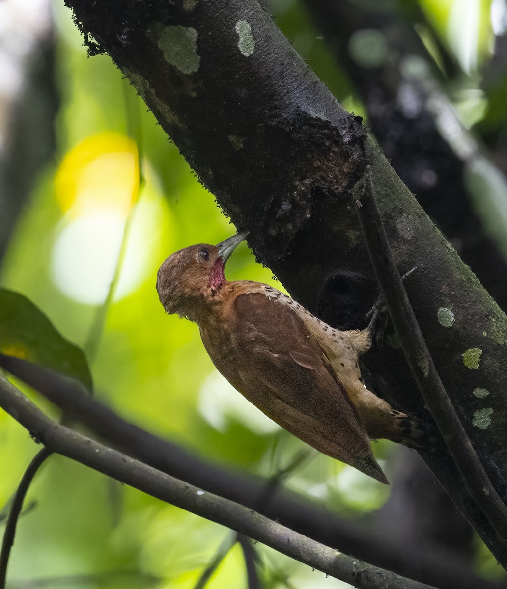 Cinnamon Woodpecker - ML401869661